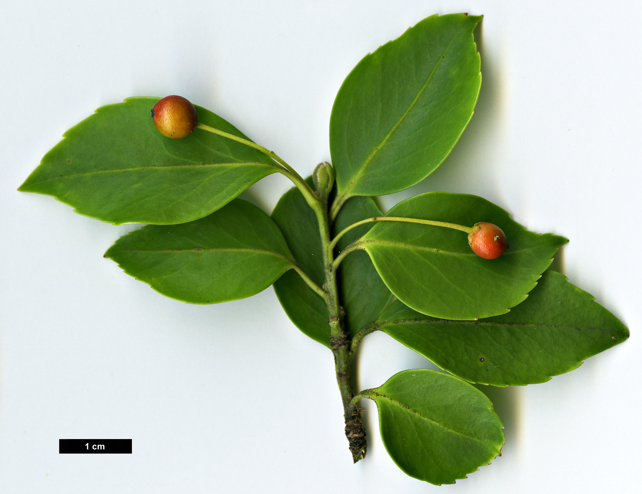 High resolution image: Family: Aquifoliaceae - Genus: Ilex - Taxon: sugerokii - SpeciesSub: subsp. longipedunculata